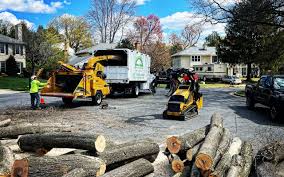 Best Tree Health Inspection  in Roosevelt, NJ