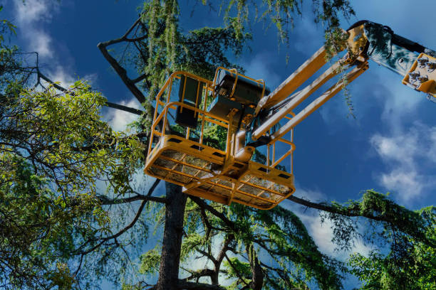 Best Tree Risk Assessment  in Roosevelt, NJ