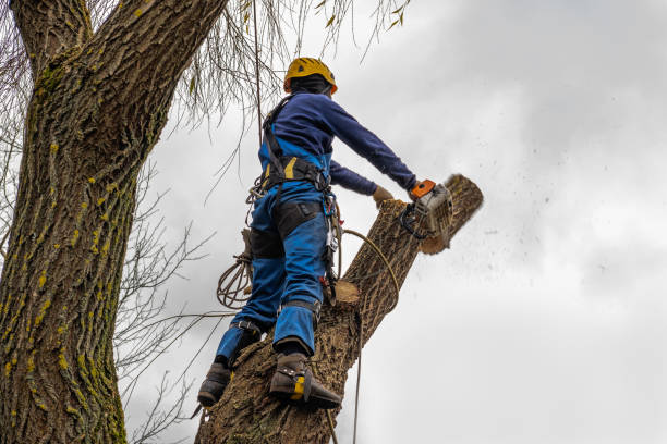 Professional Tree Removal in Roosevelt, NJ