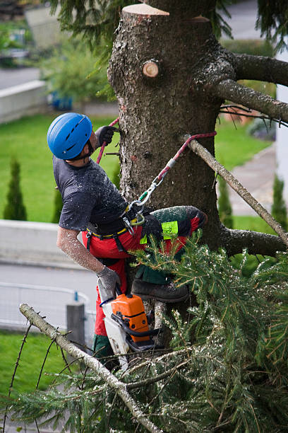 Best Tree Mulching  in Roosevelt, NJ