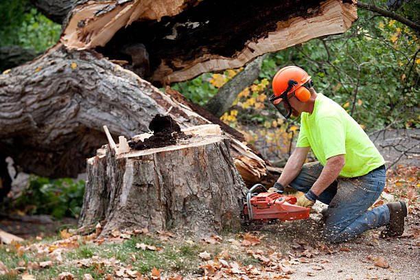 Best Fruit Tree Pruning  in Roosevelt, NJ