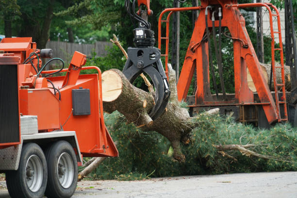Best Arborist Consultation Services  in Roosevelt, NJ