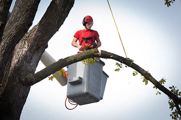 Best Storm Damage Tree Cleanup  in Roosevelt, NJ